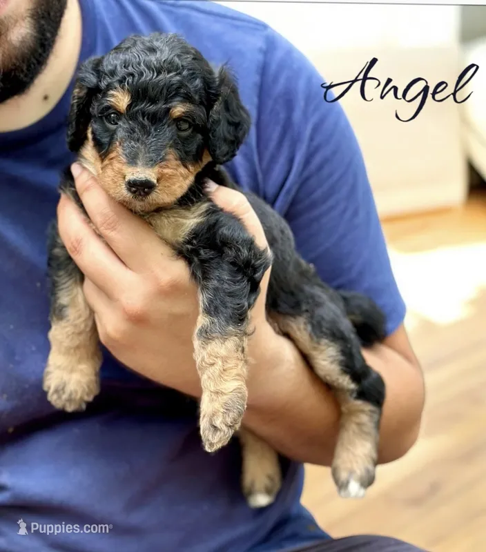 ANGEL – Bernedoodle puppy for sale in Winston-Salem, NC
