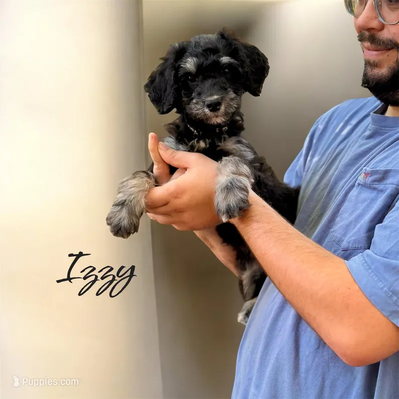 IZZY – Miniature Bernedoodle puppy for sale in Winston-Salem, NC