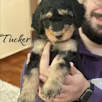 TUCKER, a male Bernedoodle for sale in Winston-Salem, NC – 2 of 4