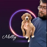 F1B Molly, a female Goldendoodle for sale in Winston-Salem, NC – Photo 2 of 10