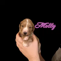 F1B Molly, a female Goldendoodle for sale in Winston-Salem, NC – Photo 6 of 10