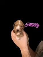 F1B Molly, a female Goldendoodle for sale in Winston-Salem, NC – Photo 2 of 5