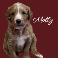F1B Molly, a female Goldendoodle for sale in Winston-Salem, NC – Photo 10 of 10