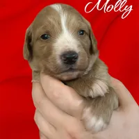 F1B Molly, a female Goldendoodle for sale in Winston-Salem, NC – Photo 7 of 10