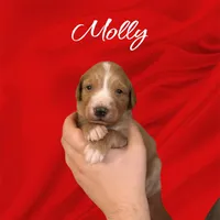 F1B Molly, a female Goldendoodle for sale in Winston-Salem, NC – Photo 5 of 10