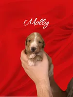 F1B Molly, a female Goldendoodle for sale in Winston-Salem, NC – Photo 1 of 5