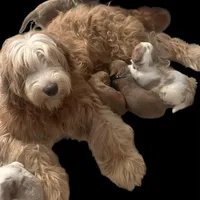 F1B Molly, a female Goldendoodle for sale in Winston-Salem, NC – Photo 8 of 10