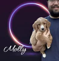 F1B Molly, a female Goldendoodle for sale in Winston-Salem, NC – Photo 1 of 10