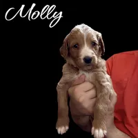 F1B Molly, a female Goldendoodle for sale in Winston-Salem, NC – Photo 4 of 10