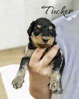 TUCKER, a male Bernedoodle for sale in Winston-Salem, NC – 2 of 2