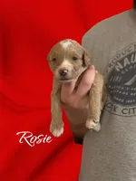 Rosie F1B Goldendoodle, a female Goldendoodle for sale in Winston-Salem, NC – Photo 2 of 4