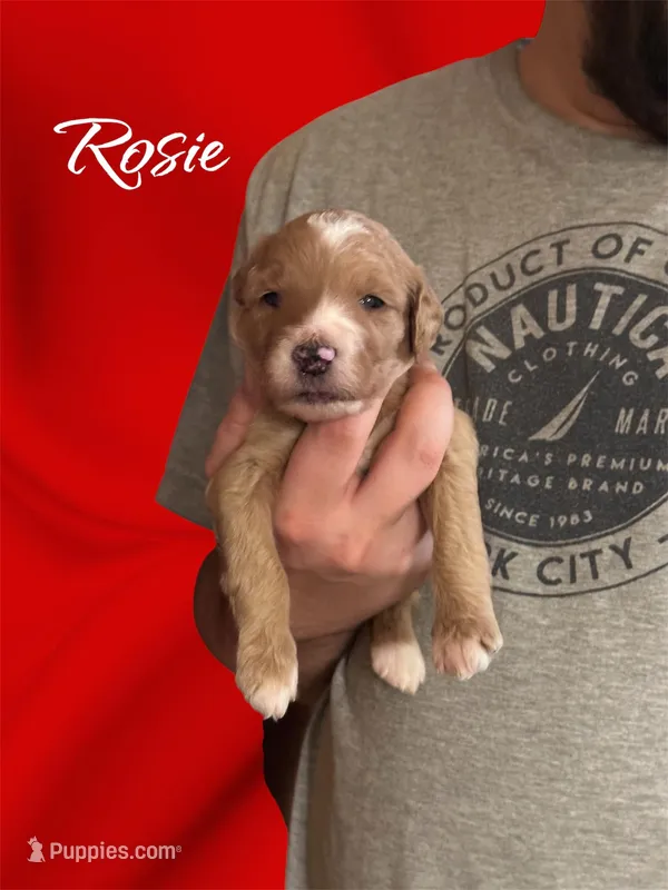 Rosie F1B Goldendoodle