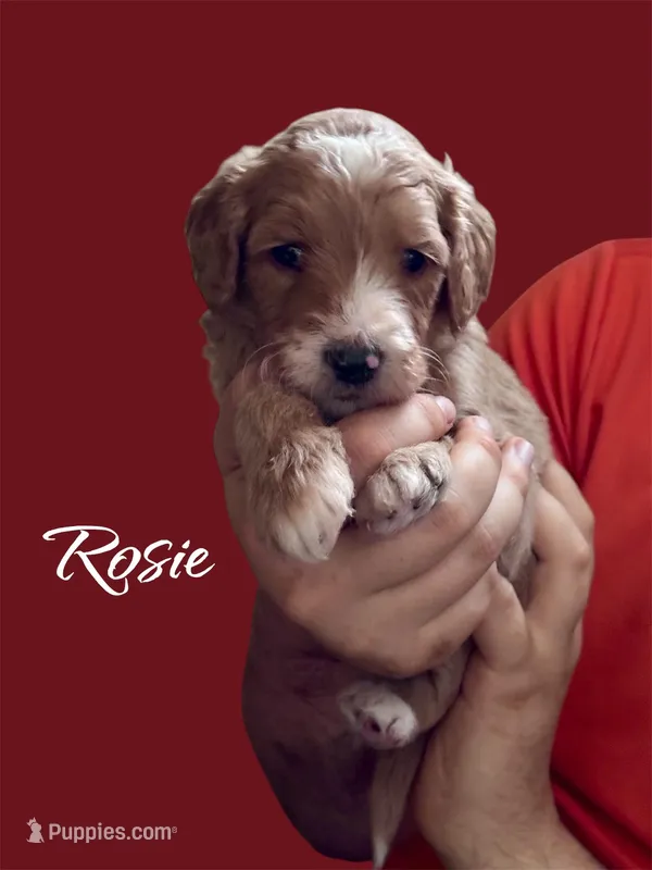 Rosie F1B Goldendoodle