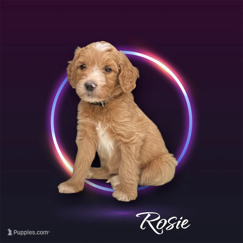Rosie F1B Goldendoodle