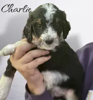 Tricolor, a male Bernedoodle for sale in Winston-Salem, NC – 1 of 5