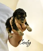 CODY, a male Bernedoodle for sale in Winston-Salem, NC – 3 of 4