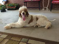 Parti, a female Poodle - Standard  for sale in Winston-Salem, NC – Photo 8 of 8
