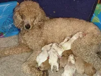 Parti, a female Poodle - Standard  for sale in Winston-Salem, NC – Photo 7 of 8