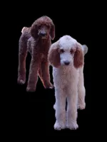 Parti, a female Poodle - Standard  for sale in Winston-Salem, NC – Photo 2 of 8
