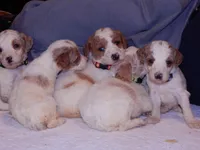 Parti, a female Poodle - Standard  for sale in Winston-Salem, NC – Photo 6 of 8