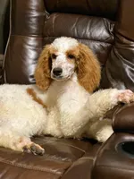 Parti, a female Poodle - Standard  for sale in Winston-Salem, NC – Photo 3 of 8