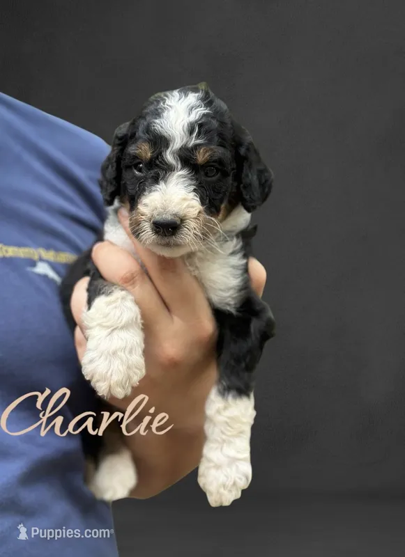 Charlie – Bernedoodle puppy for sale in Winston-Salem, NC