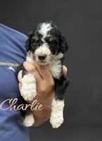 Charlie, a male Bernedoodle for sale in Winston-Salem, NC – 1 of 3