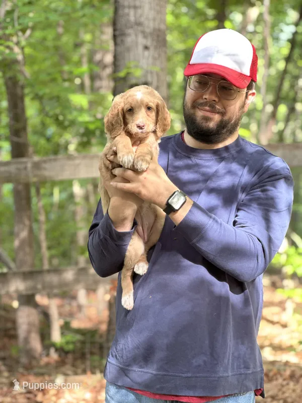 Molly – Irish Doodle puppy for sale in Winston-Salem, NC