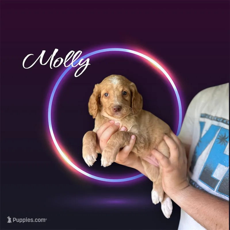 Molly – Irish Doodle puppy for sale in Winston-Salem, NC