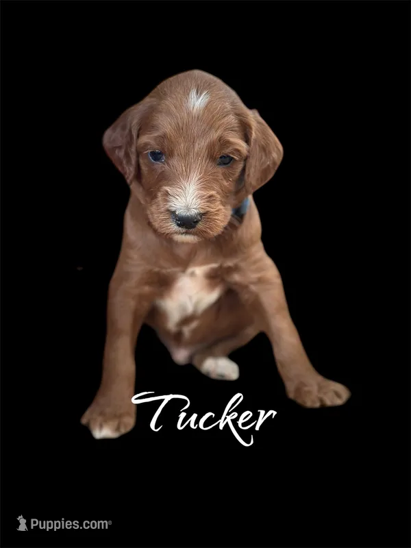 Tucker – Irish Doodle puppy for sale in Winston-Salem, NC