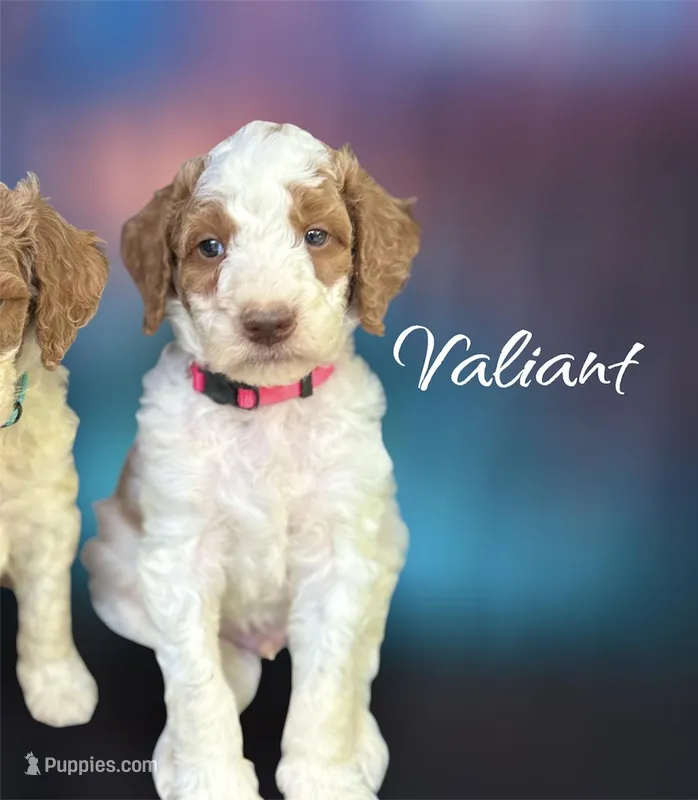 Valiant  – Irish Doodle puppy on hold in Winston-Salem, NC
