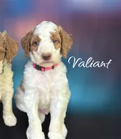 Valiant , a male Irish Doodle for sale in Winston-Salem, NC – 1 of 3