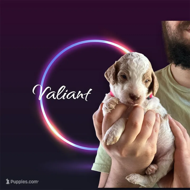 Valiant  – Irish Doodle puppy for sale in Winston-Salem, NC