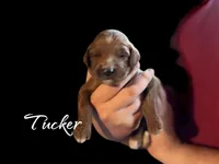 Tucker, a male Irish Doodle for sale in Winston-Salem, NC – Photo 1 of 2