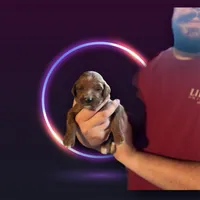 Tucker, a male Irish Doodle for sale in Winston-Salem, NC – Photo 2 of 2