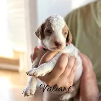 Valiant , a male Irish Doodle for sale in Winston-Salem, NC – Photo 2 of 2