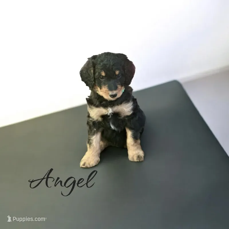 ANGEL – Bernedoodle puppy for sale in Winston-Salem, NC