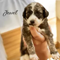 JEWEL, a female Bernedoodle for sale in Winston-Salem, NC – 2 of 3