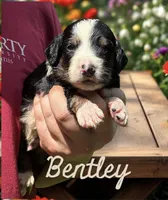 Bentley, a male Bernedoodle for sale in Winston-Salem, NC – Photo 6 of 10