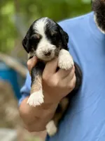 Bentley, a male Bernedoodle for sale in Winston-Salem, NC – Photo 3 of 10