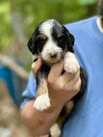Bentley, a male Bernedoodle for sale in Winston-Salem, NC – Photo 8 of 10