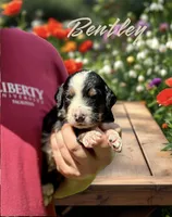 Bentley, a male Bernedoodle for sale in Winston-Salem, NC – Photo 5 of 10
