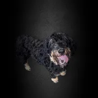 Bentley, a male Bernedoodle for sale in Winston-Salem, NC – Photo 9 of 10