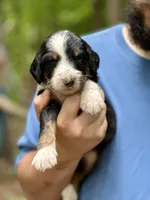 Bentley, a male Bernedoodle for sale in Winston-Salem, NC – Photo 7 of 10