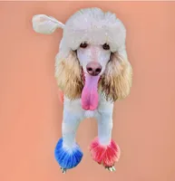 Tricolor, a male Bernedoodle for sale in Winston-Salem, NC – 4 of 5