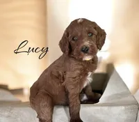 Lucy, a female Irish Doodle for sale in Winston-Salem, NC – 3 of 3