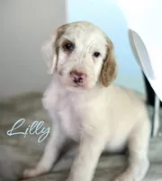 LILLY, a female Irish Doodle for sale in Winston-Salem, NC – 3 of 4