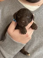Mocha, a male Irish Doodle for sale in Winston-Salem, NC – Photo 3 of 8