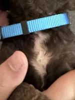 Mocha, a male Irish Doodle for sale in Winston-Salem, NC – Photo 6 of 8