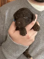 Mocha, a male Irish Doodle for sale in Winston-Salem, NC – Photo 4 of 8